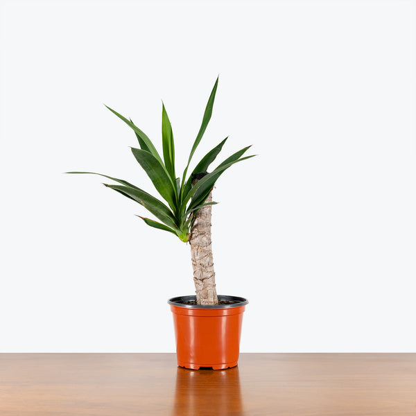 yucca cane height Yucca Cane | Care Guide and Pro Tips - Delivery from Toronto across Canada