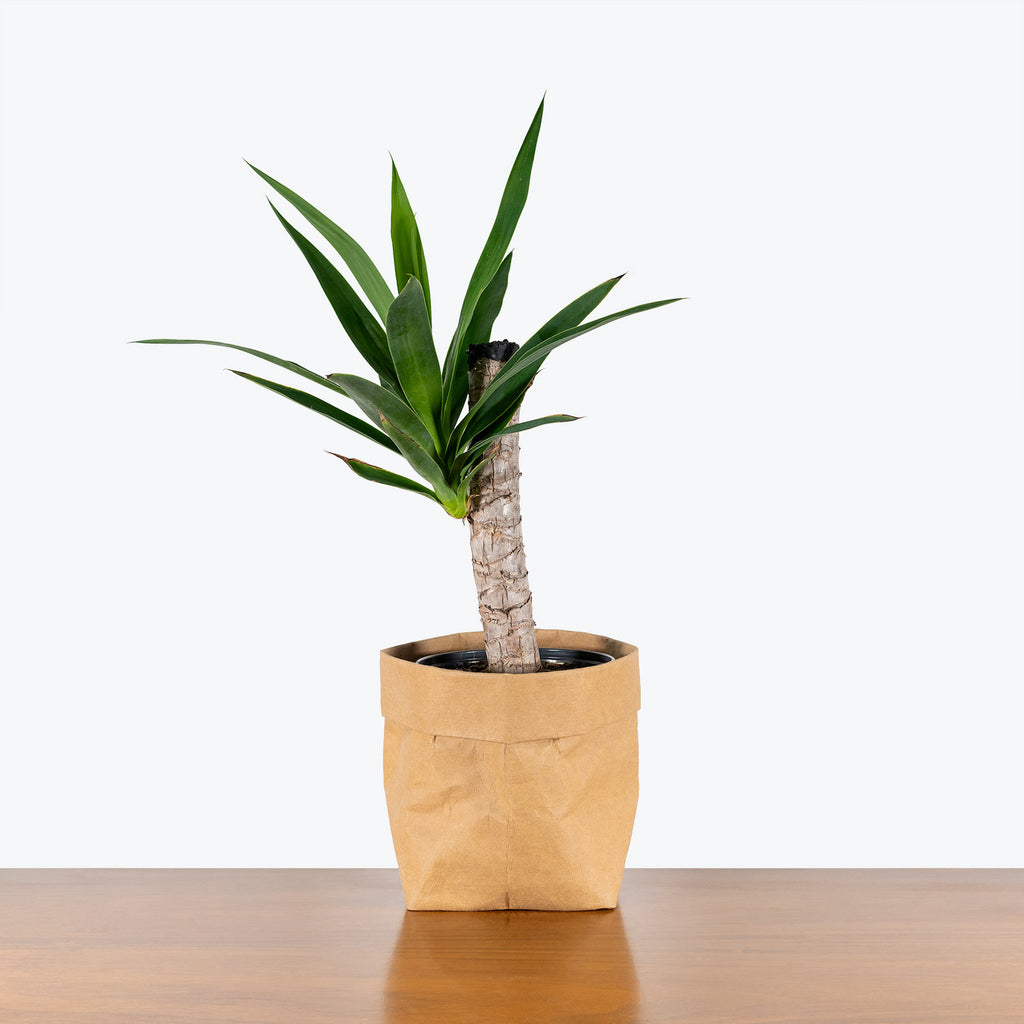 Yucca Cane | Care Guide and Pro Tips - Delivery from Toronto across Canada 
