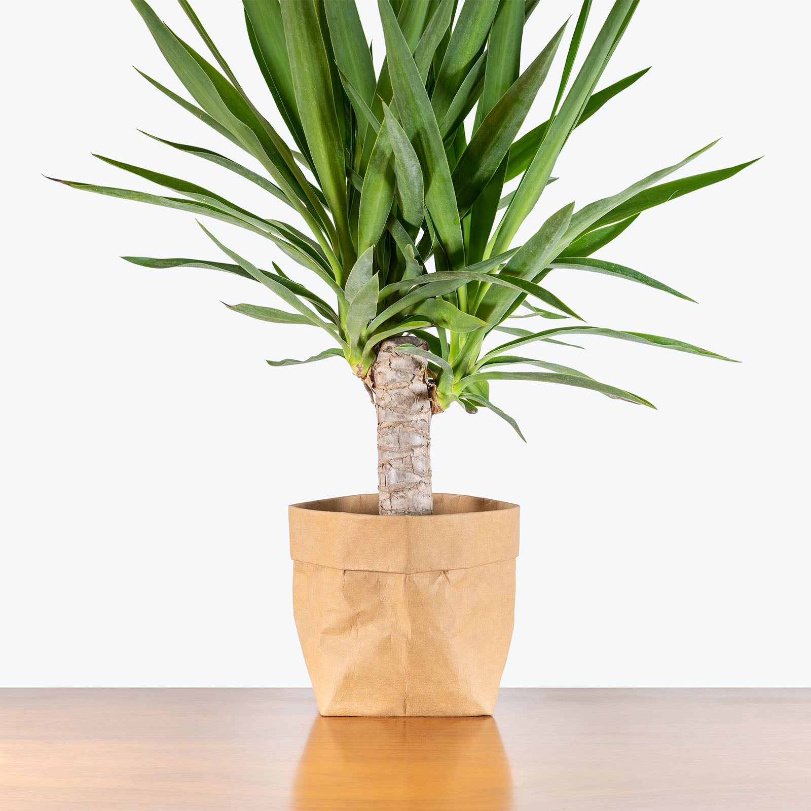 Yucca Cane | Care Guide and Pro Tips - Delivery from Toronto across Canada - JOMO Studio