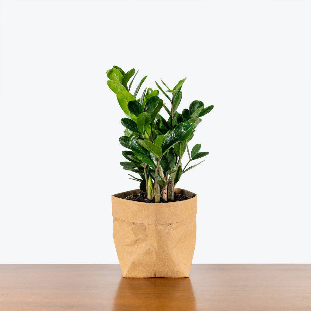 lucky white zz plant ZZ Lucky Wide Leaf | Care Guide and Pro Tips - Delivery from Toronto across Canada
