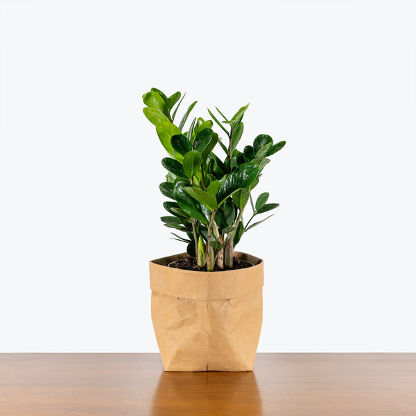 zz plant online ZZ Lucky Wide Leaf | Care Guide and Pro Tips - Delivery from Toronto across Canada
