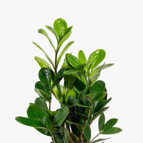 ZZ Lucky Wide Leaf - Zamioculcas Zamiifolia - ZZ Plant - House Plants Delivery Toronto - JOMO Studio