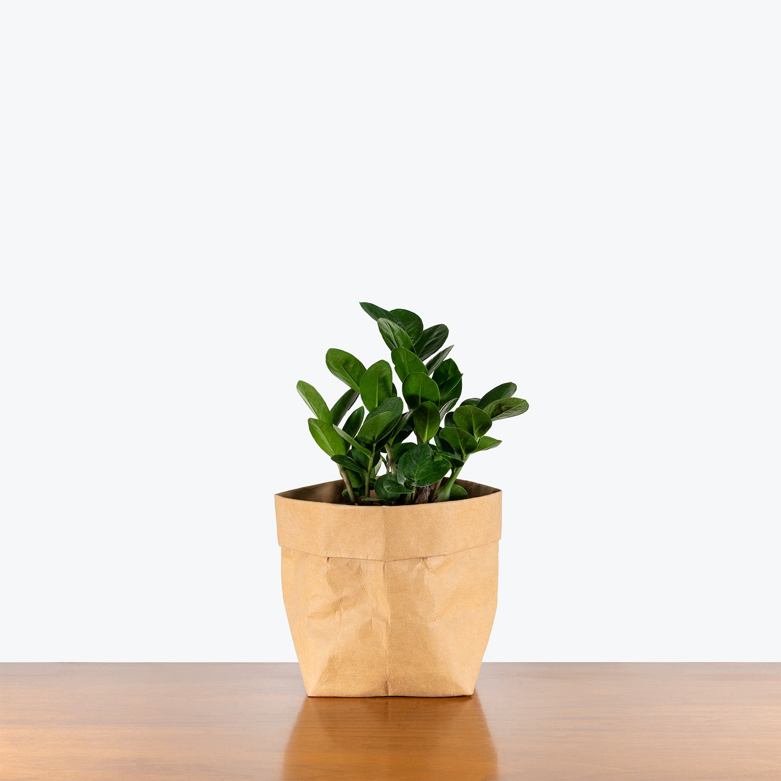 ZZ Midori | Care Guide and Pro Tips - Delivery from Toronto across Canada - JOMO Studio