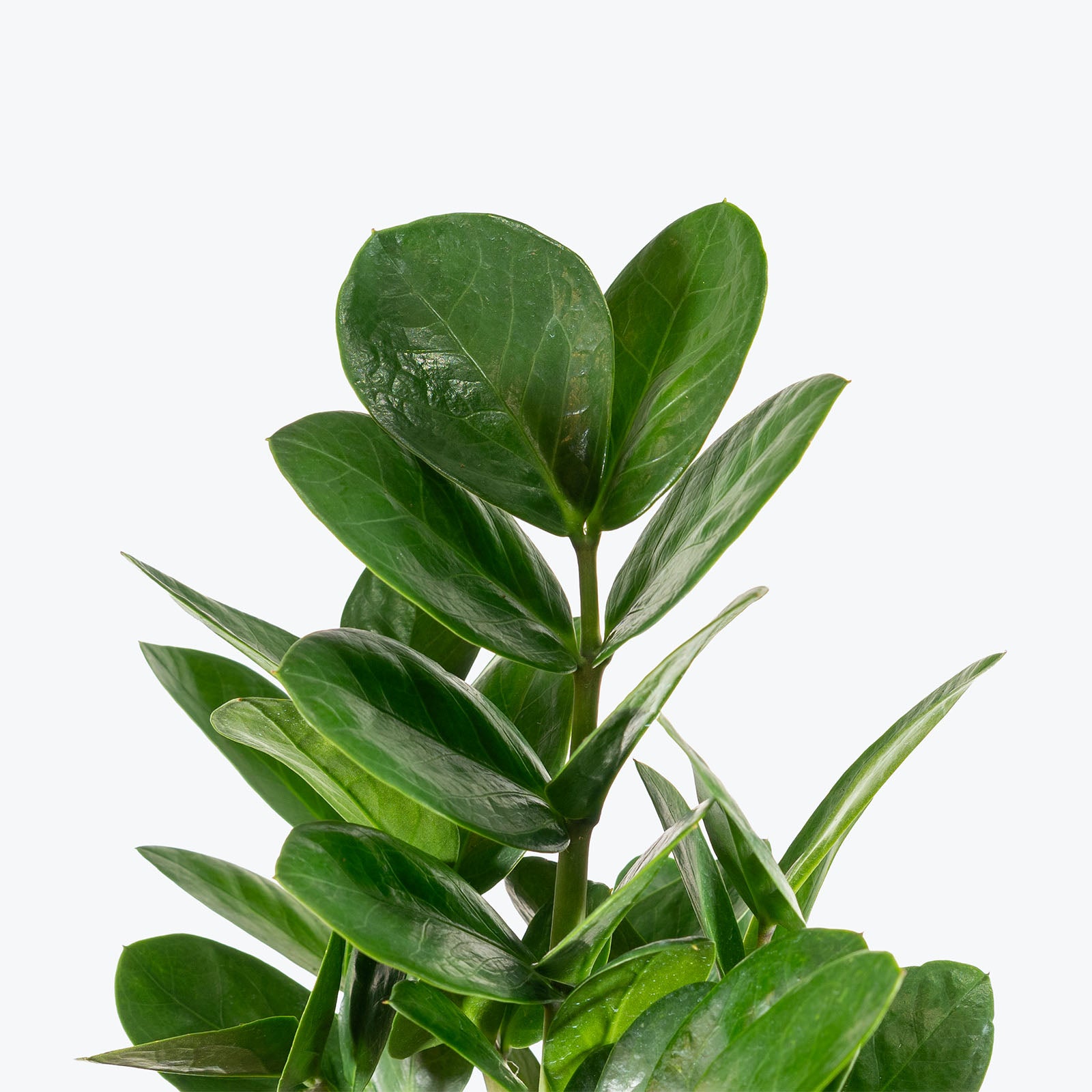 ZZ Midori | Care Guide and Pro Tips - Delivery from Toronto across Canada - JOMO Studio