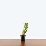 ZZ Plant Variegated — 4" Pot