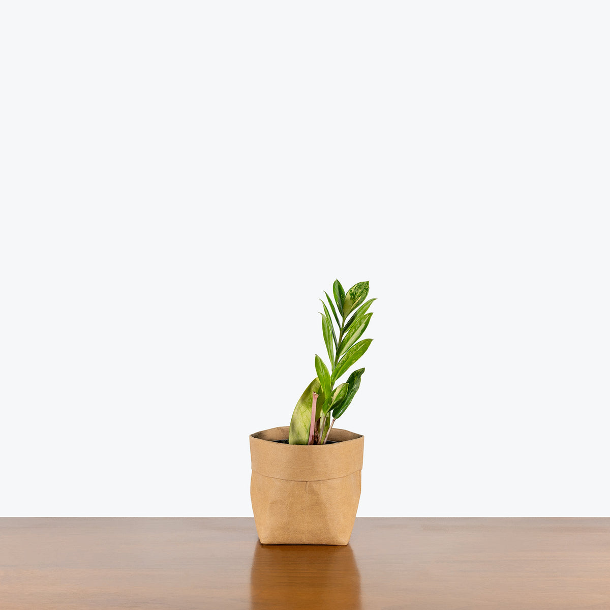 variegated zz plant canada ZZ Plant Variegated | Care Guide and Pro Tips - Delivery from Toronto across Canada
