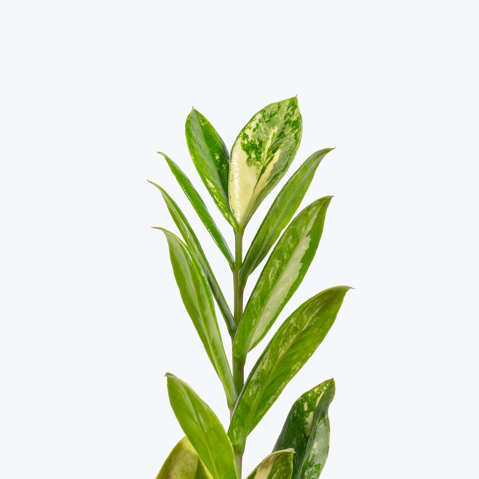 ZZ Plant Variegated | Care Guide and Pro Tips - Delivery from Toronto across Canada - JOMO Studio