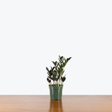 ZZ Plant Zamicro Black — 4" Pot