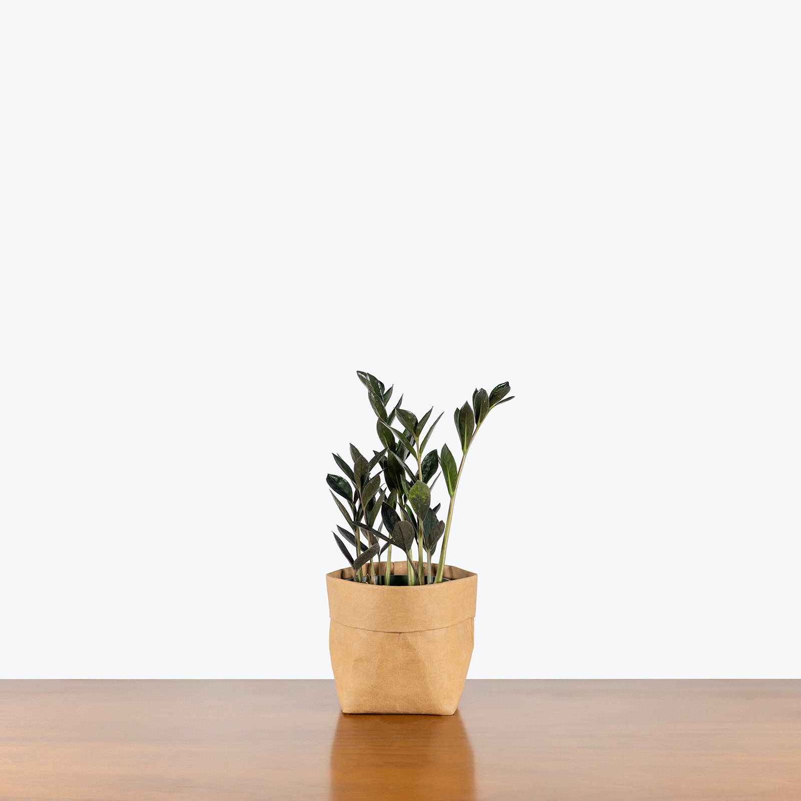 ZZ Plant Zamicro Black | Care Guide and Pro Tips - Delivery from Toronto across Canada - JOMO Studio