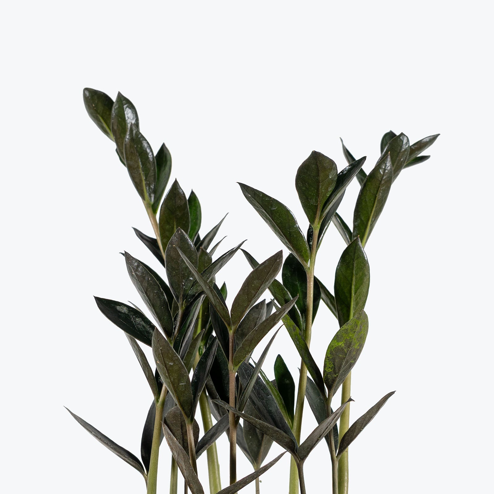 ZZ Plant Zamicro Black | Care Guide and Pro Tips - Delivery from Toronto across Canada - JOMO Studio