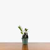 ZZ Plant Raven — 4” Pot