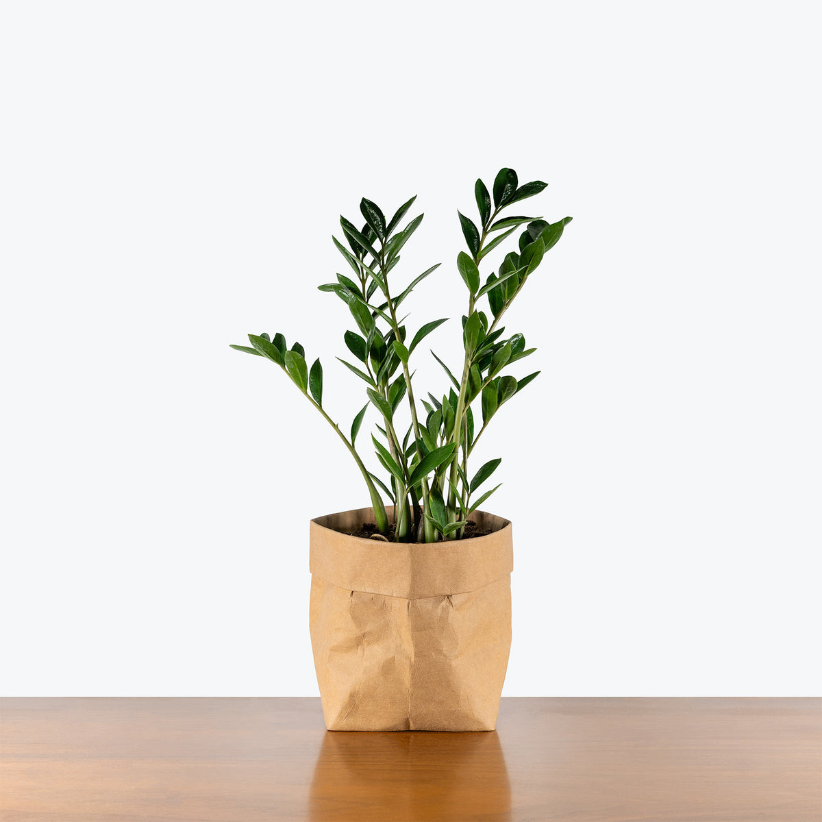 buy zz plant toronto ZZ Plant Dwarf Zamicro | Care Guide and Pro Tips - Delivery from Toronto across Canada