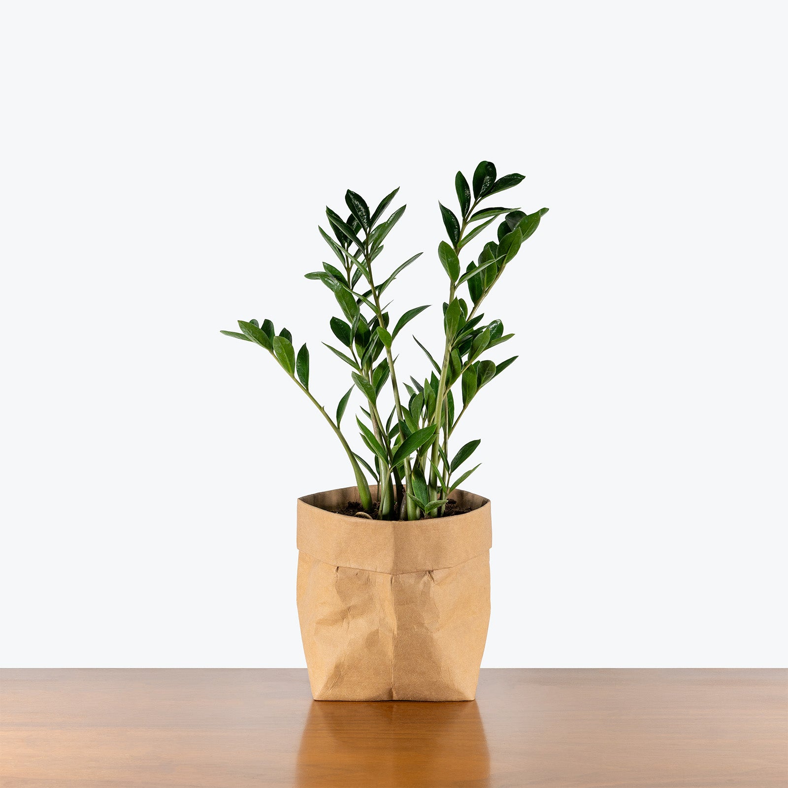 ZZ Plant Dwarf Zamicro | Care Guide and Pro Tips - Delivery from Toronto across Canada - JOMO Studio