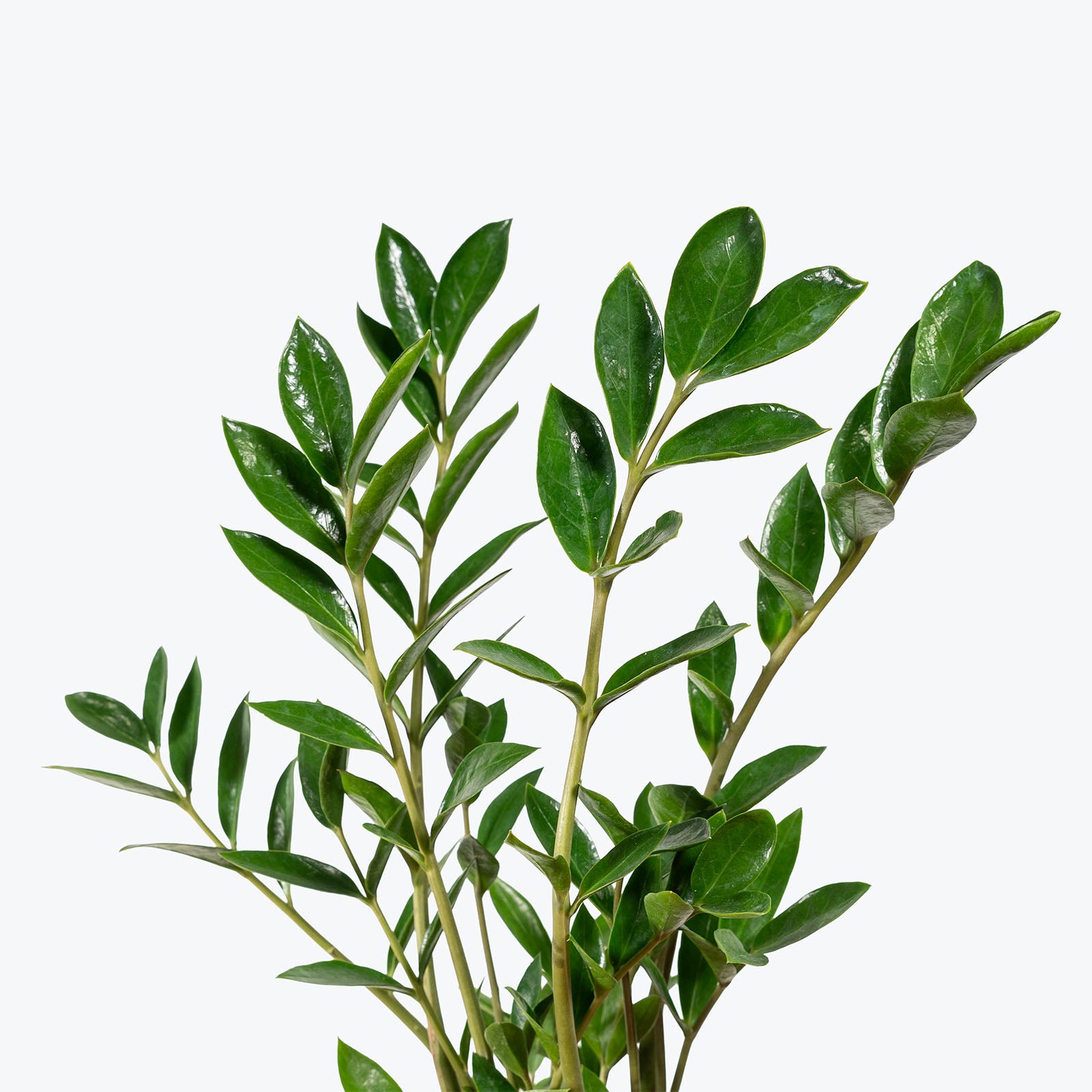 ZZ Plant Dwarf Zamicro | Care Guide and Pro Tips - Delivery from Toronto across Canada - JOMO Studio