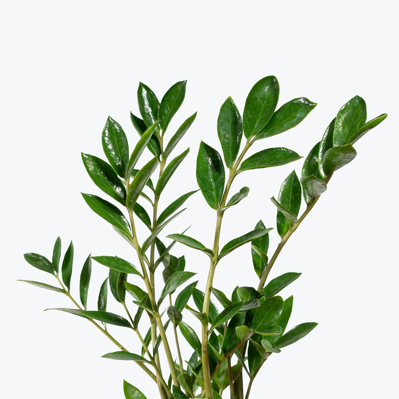ZZ Plant Dwarf Zamicro | Care Guide and Pro Tips - Delivery from Toronto across Canada - JOMO Studio