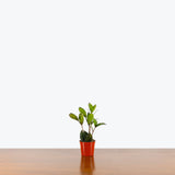 ZZ Plant Raven — 2.5" Pot