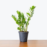 ZZ Plant — 6" Pot