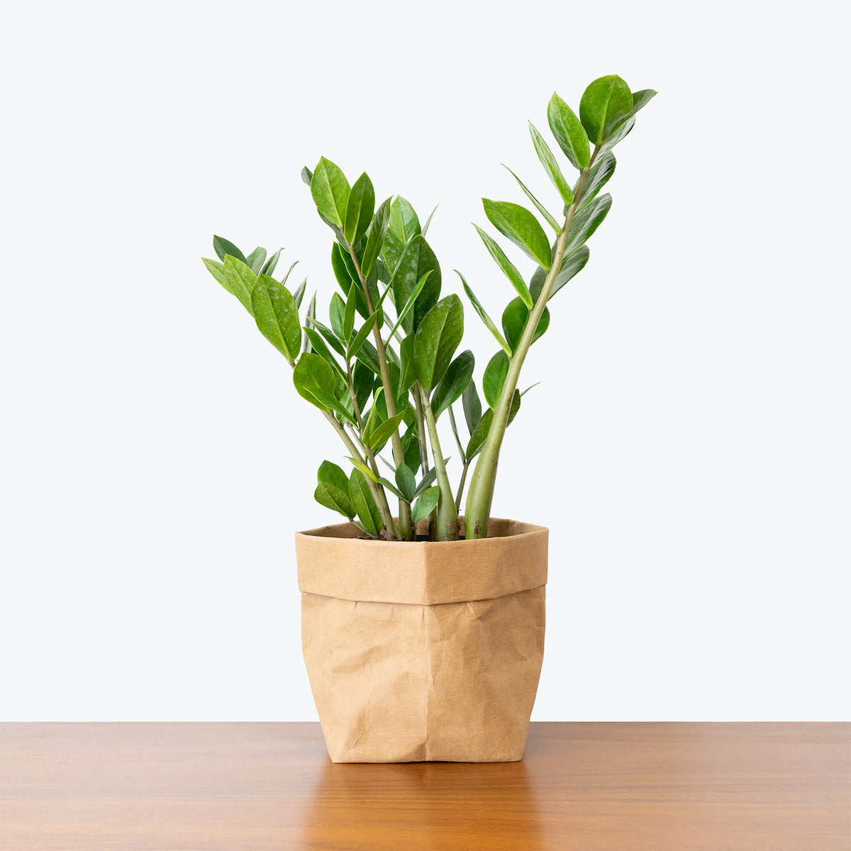 ZZ Plant - Top 10 Best Indoor House Plants for Your Home - House Plants Delivery Toronto - JOMO Studio