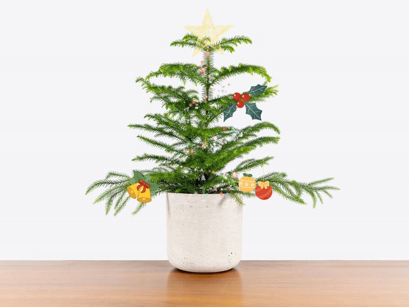 Festive Plants - Give the green gift that keeps on giving