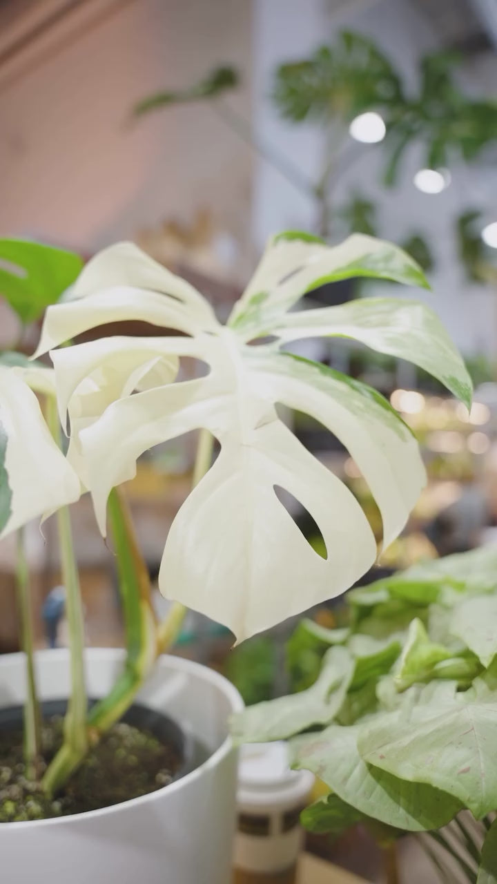 Monstera Albo | JOMO Studio | Buy Plants Online | Houseplant Delivery & Plant Care