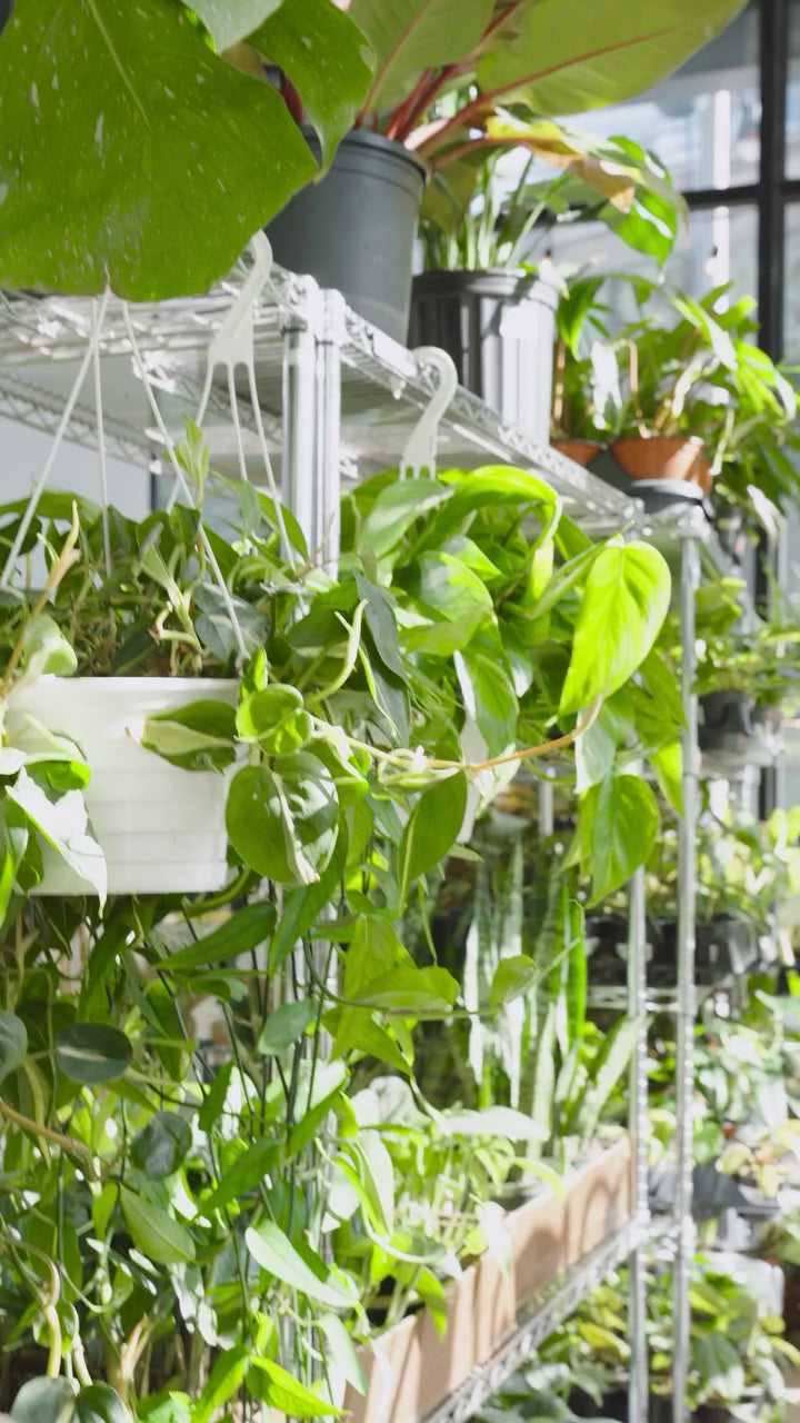 Indoor Tropical Houseplant Grow Medium | JOMO Studio | Buy Plants Online | Tropical Houseplant Delivery & Plant Care