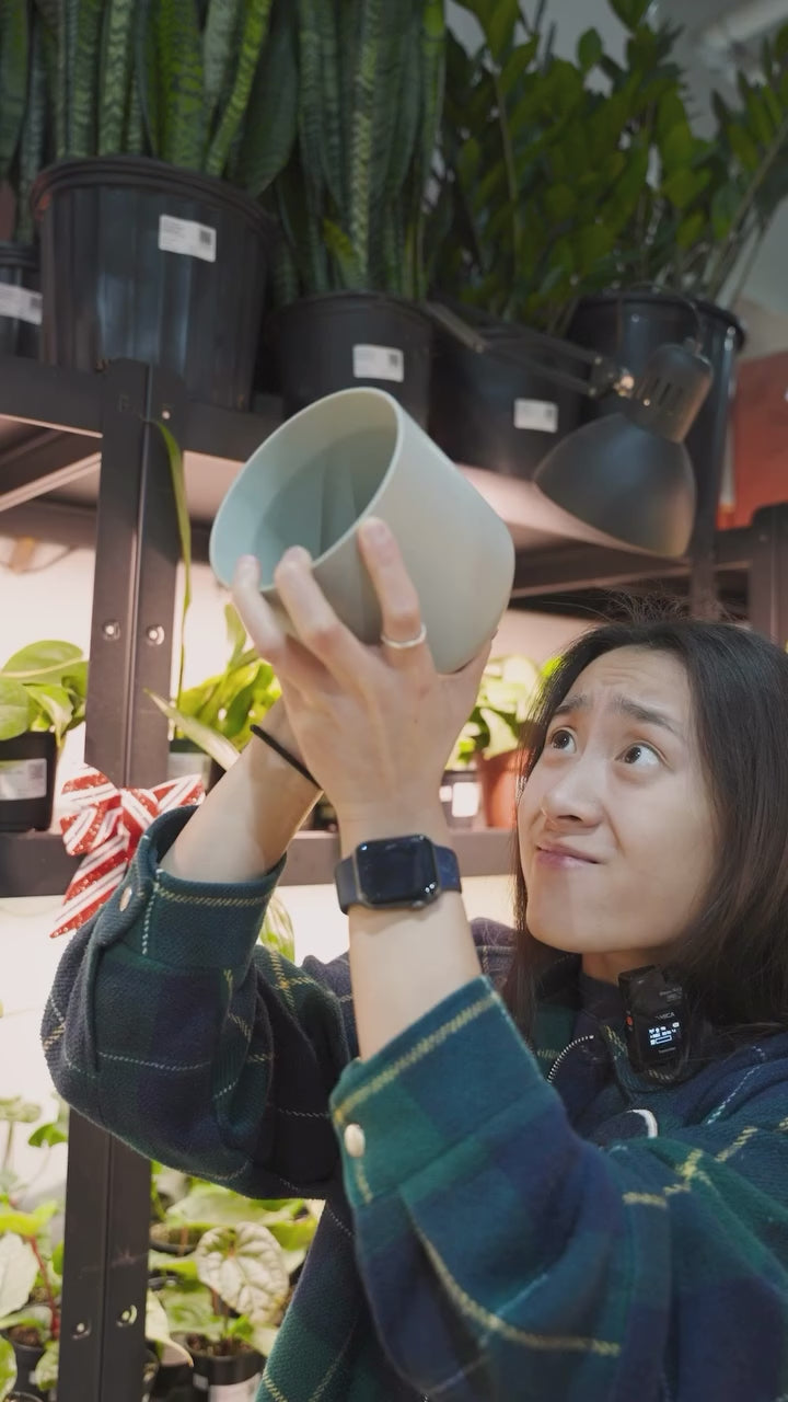 Use your pots the right way | JOMO Studio | Buy Plants Online | Tropical Houseplant Delivery & Plant Care