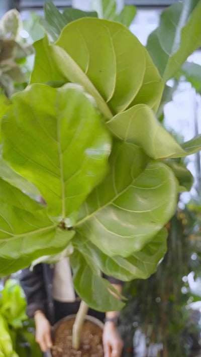 Fiddle Leaf Fig Care | JOMO Studio | Buy Plants Online | Houseplant Delivery & Plant Care