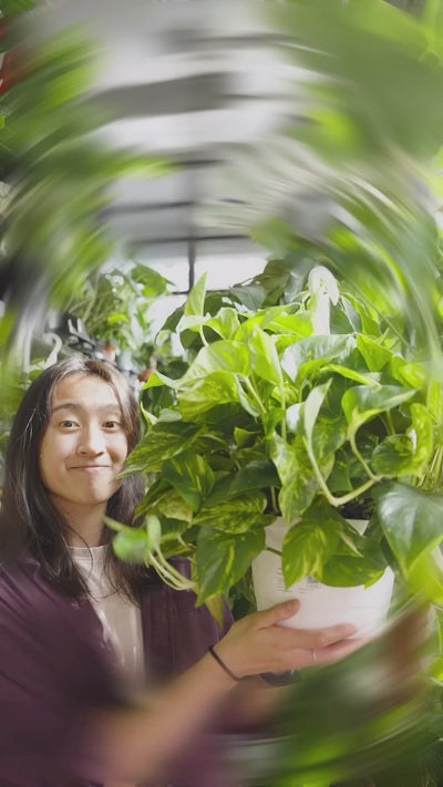 Pothos Varieties | JOMO Studio | Buy Plants Online | Tropical Houseplant Delivery & Plant Care