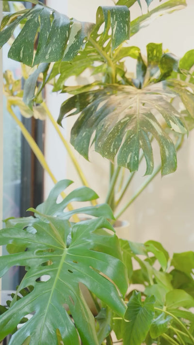 Monstera Care | JOMO Studio | Buy Plants Online | Houseplant Delivery & Plant Care