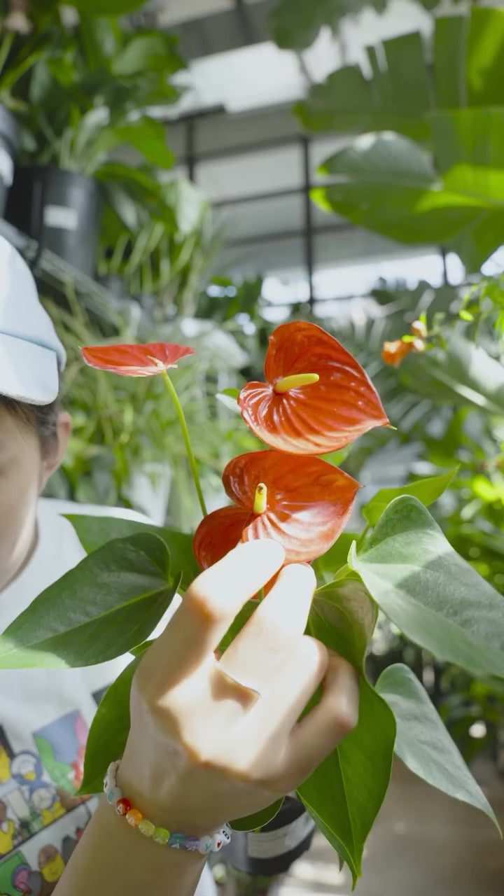 Anthurium Yellow Vanilla | Care Guide and Pro Tips - Delivery from