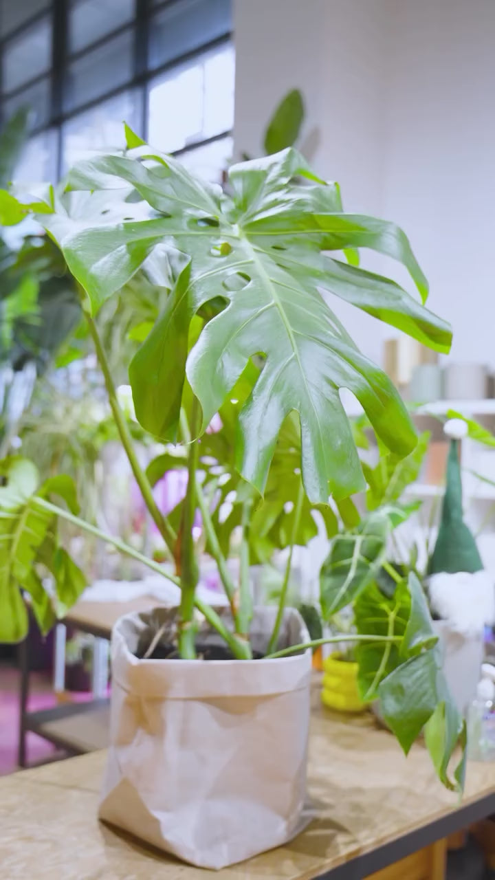 ASMR Plant Cleaning | JOMO Studio | Buy Plants Online | Houseplant Delivery & Plant Care