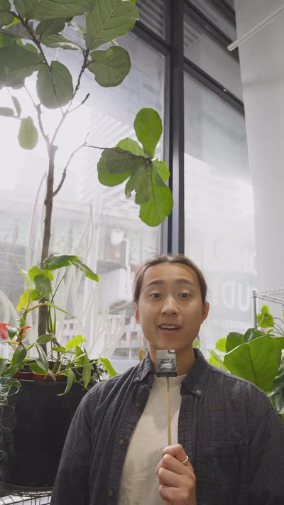 3 things i will do differently | JOMO Studio | Buy Plants Online | Tropical Houseplant Delivery & Plant Care