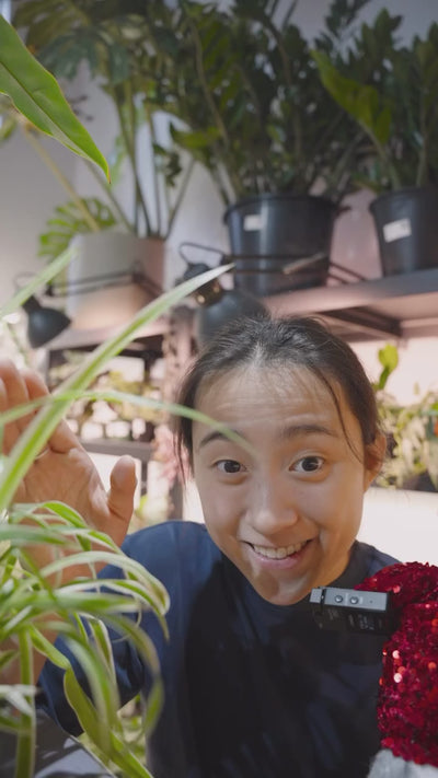 3 Plant to Propagate | JOMO Studio | Buy Plants Online | Tropical Houseplant Delivery & Plant Care