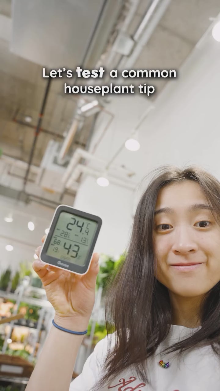 Humidity Test | JOMO Studio | Buy Plants Online | Houseplant Delivery & Plant Care