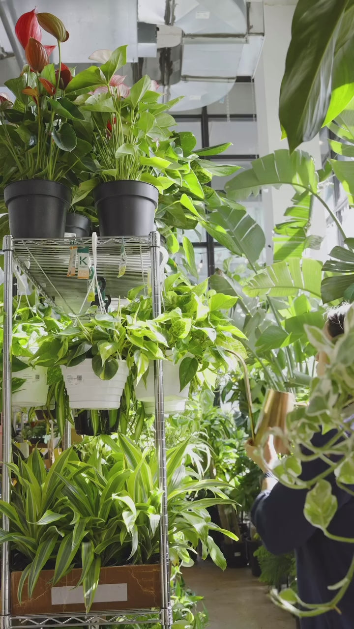 Are you overwatering | JOMO Studio | Buy Plants Online | Tropical Houseplant Delivery & Plant Care