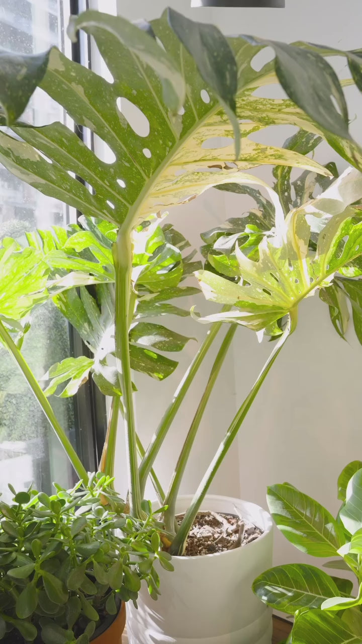 Popular monsteras | JOMO Studio | Buy Plants Online | Tropical Houseplant Delivery & Plant Care