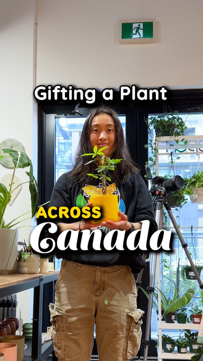 Gifting a plant across Canada | JOMO Studio | Buy Plants Online | Houseplant Delivery & Plant Care