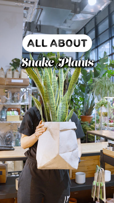 all about snake plant | JOMO Studio | Buy Plants Online | Houseplant Delivery & Plant Care