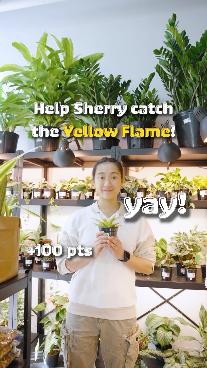 Catch the Yellow Flame | JOMO Studio | Buy Plants Online | Houseplant Delivery & Plant Care