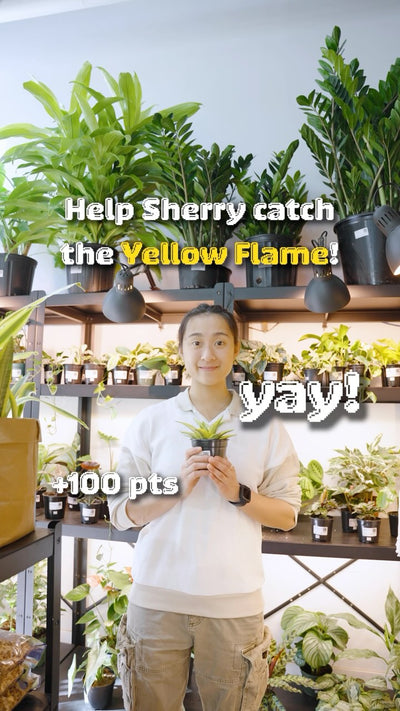 Catch the Yellow Flame | JOMO Studio | Buy Plants Online | Houseplant Delivery & Plant Care