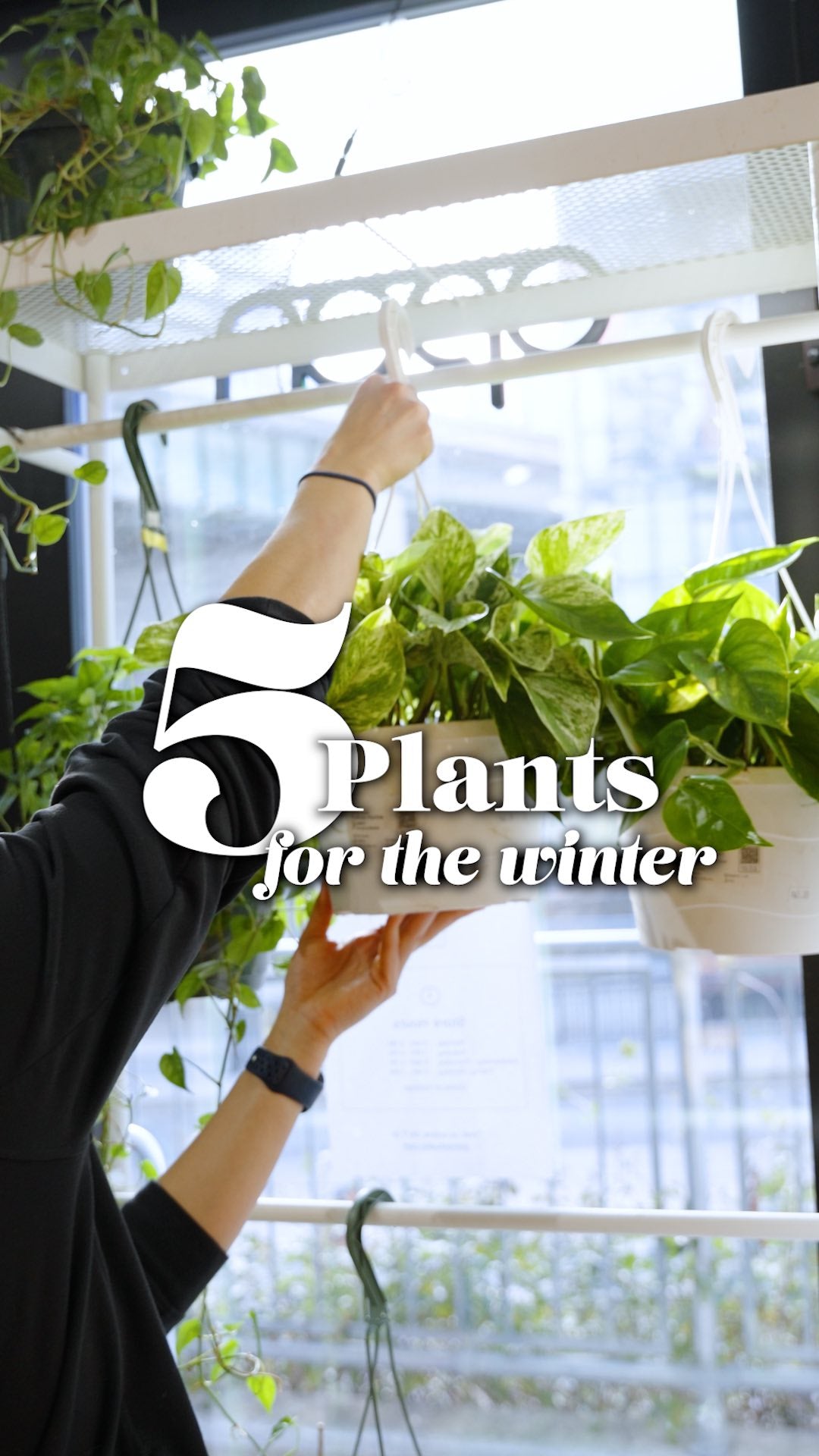 5 Plants Bright Up Winter | JOMO Studio | Buy Plants Online | Houseplant Delivery & Plant Care
