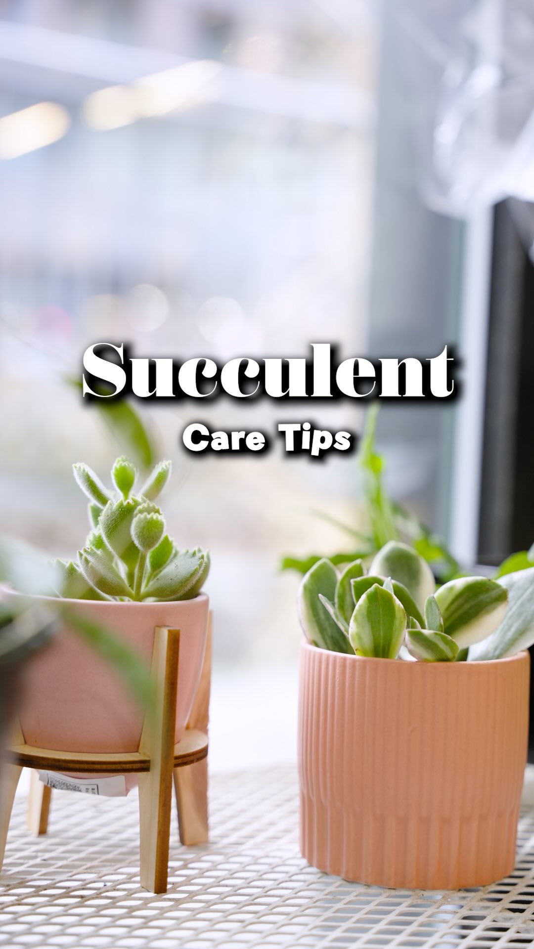Succulent Plant Care | JOMO Studio | Buy Plants Online | Houseplant Delivery & Plant Care