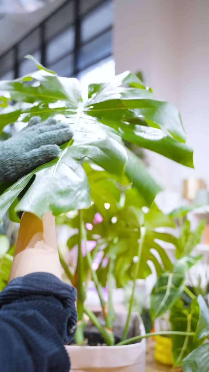 ASMR Plant Cleaning | JOMO Studio | Buy Plants Online | Houseplant Delivery & Plant Care