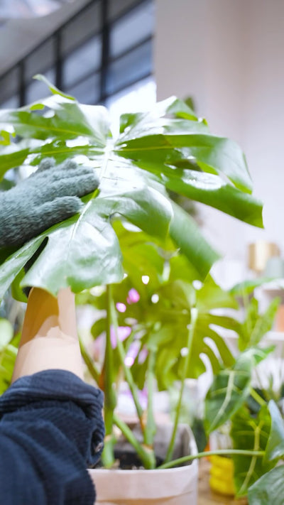 ASMR Plant Cleaning | JOMO Studio | Buy Plants Online | Houseplant Delivery & Plant Care