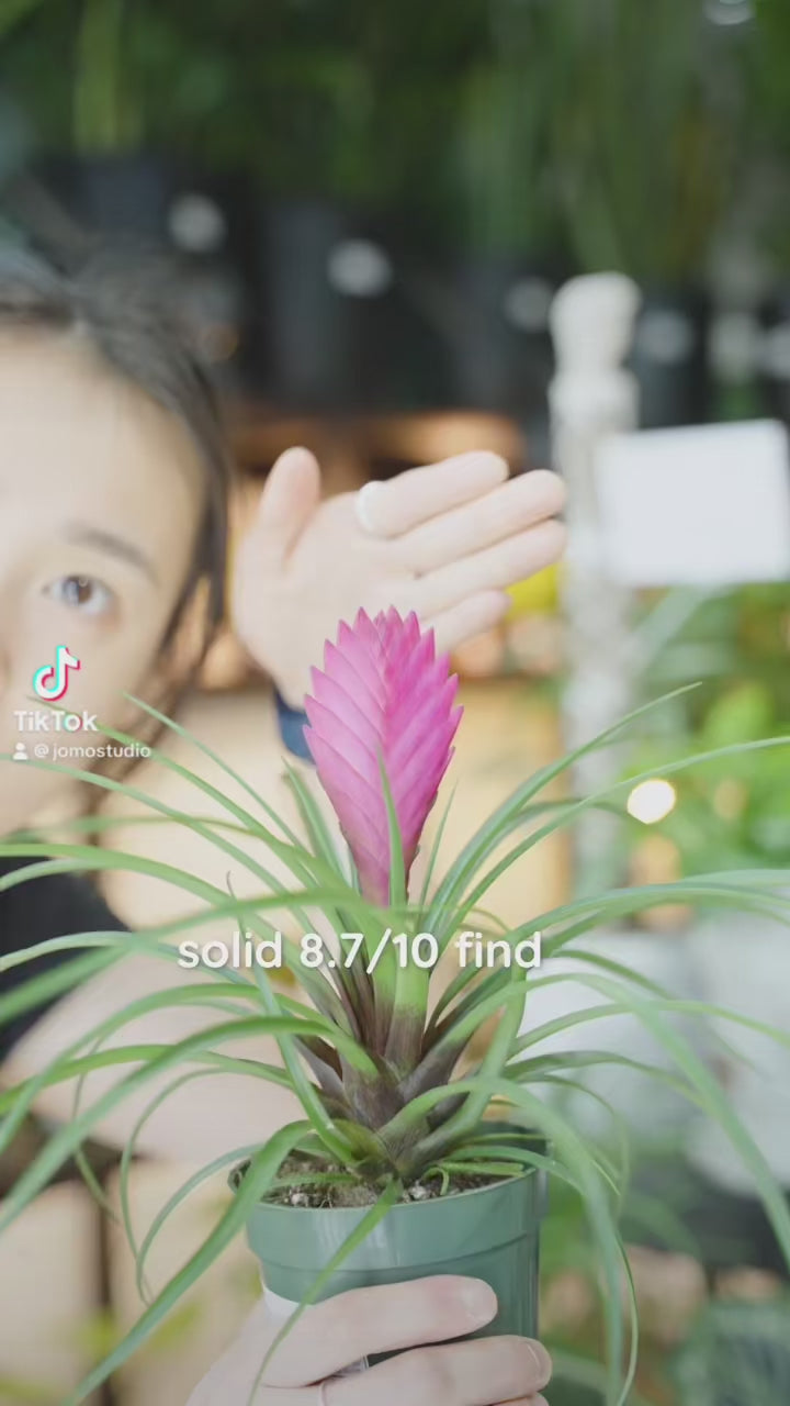 Tillandsia Cyanea | Care Guide and Pro Tips - Delivery from