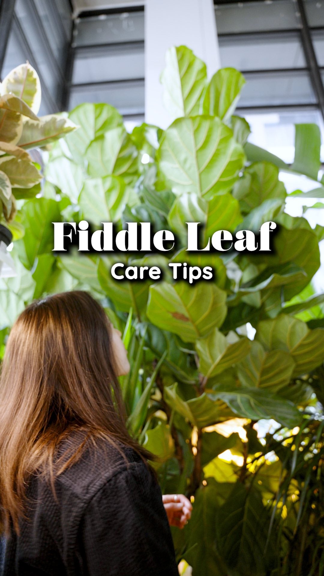 Fiddle Leaf Fig Care | JOMO Studio | Buy Plants Online | Houseplant Delivery & Plant Care
