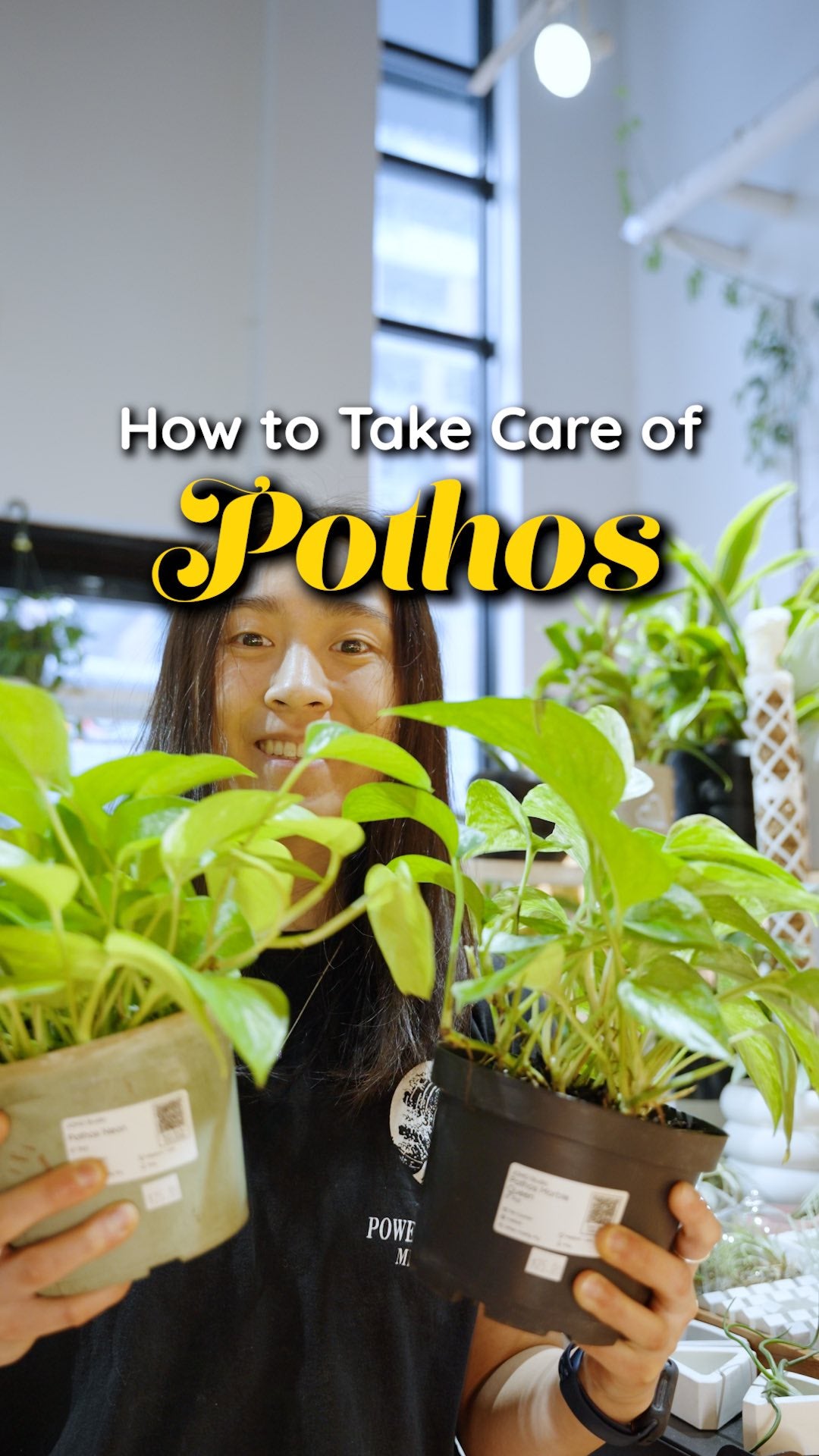 How to take care of your pothos | JOMO Studio | Buy Plants Online | Houseplant Delivery & Plant Care