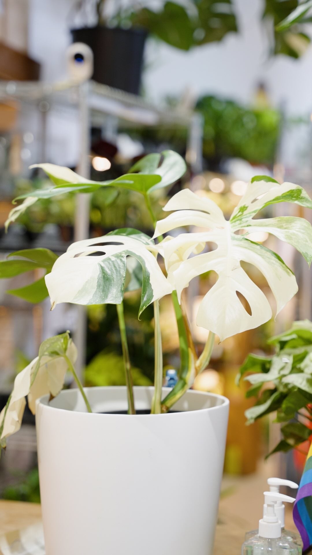 Monstera Albo | JOMO Studio | Buy Plants Online | Houseplant Delivery & Plant Care
