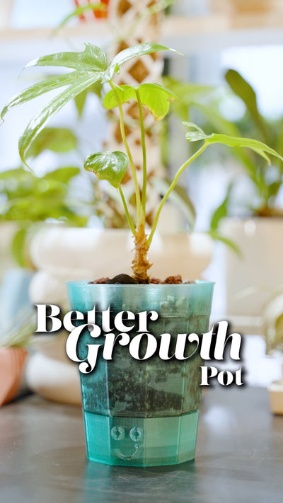 Ready to level up your plant parent game? 🌱✨ Our new 3D printed Better Growth Pots let you peek at your plant’s roots in style—made from eco-friendly, translucent PETG for a full view of their growth! 🌿 

And repotting? Total breeze! Just push the plate, and the whole root ball pops out—no stress, no mess💚 

•
•
•
#plantgoals #planter #plantcollection #plantshopping #localbusiness