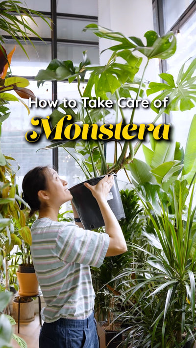 Monstera Care | JOMO Studio | Buy Plants Online | Houseplant Delivery & Plant Care